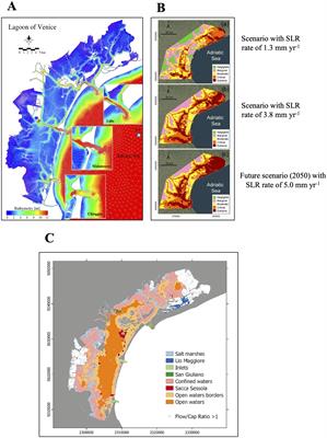 Evaluation of photosynthetic Taxa in the Venice Lagoon from the nineteenth century to present day